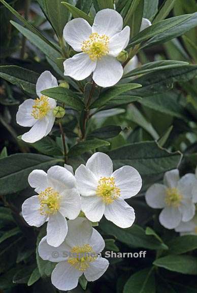 carpenteria californica 2 graphic